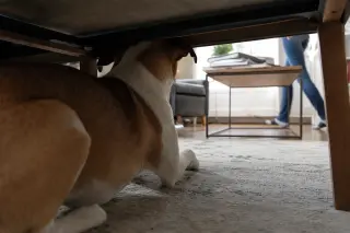 Dog partially hidden under a living room table, tense posture, daylight softly illuminating a typical home scene with a person moving in the background.