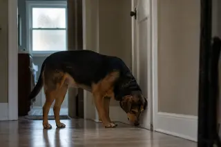 Dog sniffing near baseboard in quiet hallway, early morning light, person in background out of focus.
