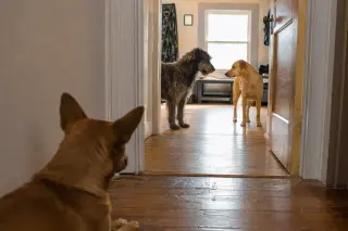 Dog sits in a hallway observing two other dogs interacting quietly through an open door, subtle dawn light highlighting their body language in a lived-in home.