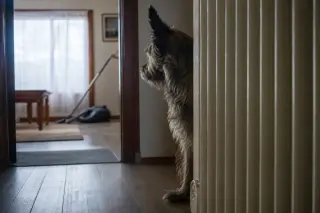 Dog partially concealed behind a hallway radiator, alert and observing a distant vacuum cleaner in a softly lit, everyday home interior.
