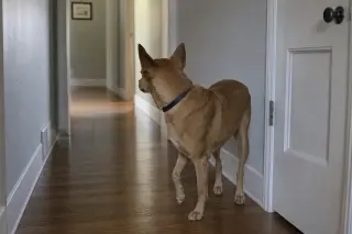 Dog standing alone in a hallway near a closed door, ears perked and paw slightly lifted, in soft natural light.