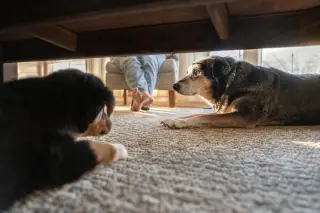 Puppy watching an older dog socializing near a person’s feet under a sunlit table in a natural home setting