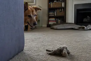 A dog behind a sofa intently observing a toy on the living room floor in natural daylight, with a lived-in home setting and no people visible.