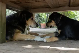Two dogs under a wooden garden table engaging in a gentle, natural play interaction, captured from ground level with soft outdoor lighting.
