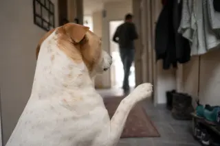 Dog watching its reflection in a living room window at dusk, showing subtle alert body language, with a person blurred in the background.