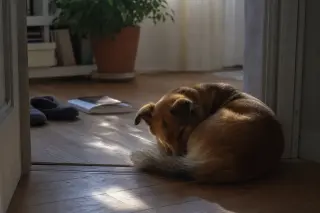 Dog sleeping peacefully at the boundary of a softly lit hallway and living room with home details in the background